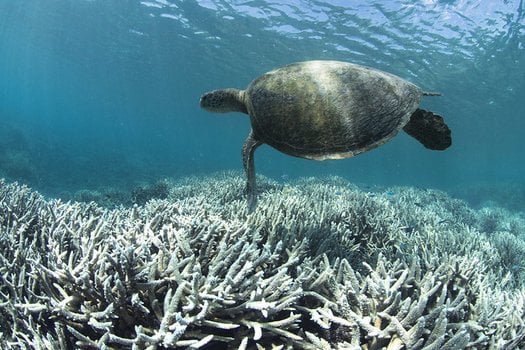 image of Tell the Government to fund the future of our Reef!